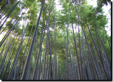 11月4日報国寺