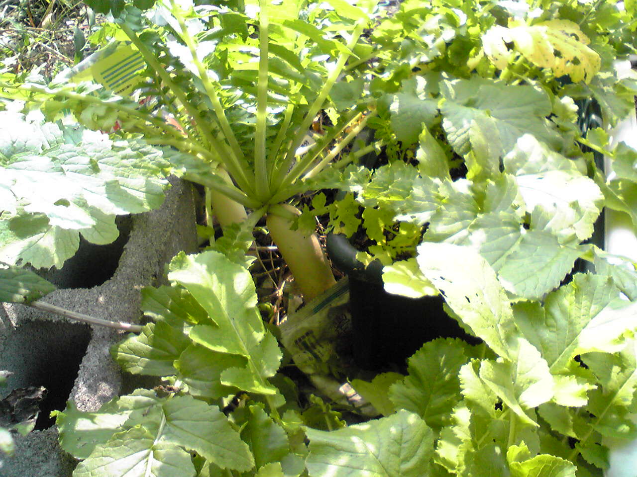 f0016345_16123027.jpg