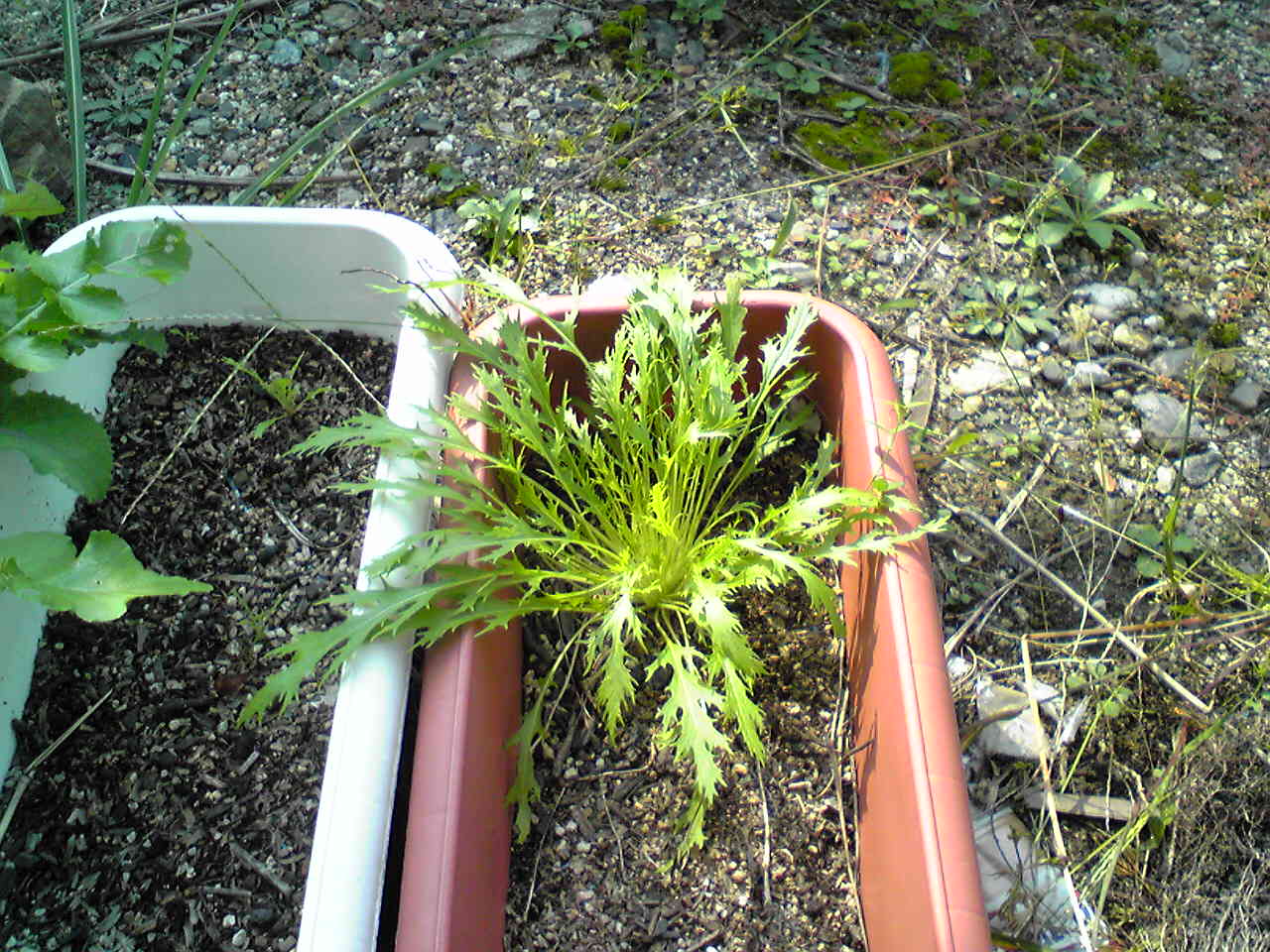f0016345_16183165.jpg