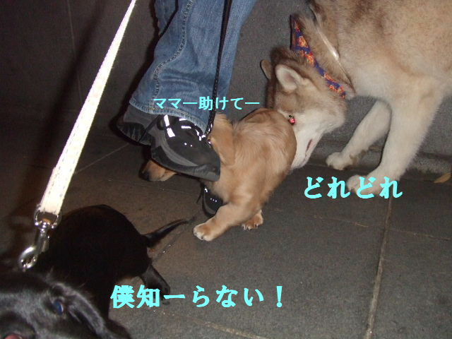 e0121548_22292898.jpg