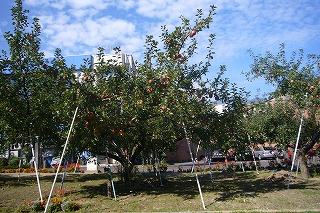 a0086555_0352285.jpg
