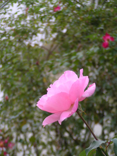 f0074659_18345213.jpg