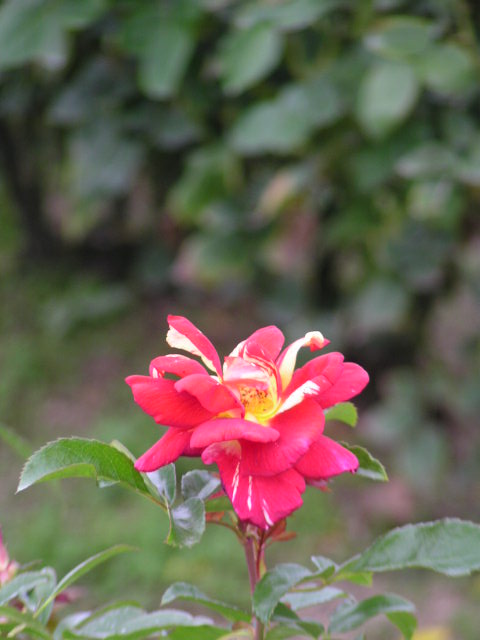f0074659_2151342.jpg