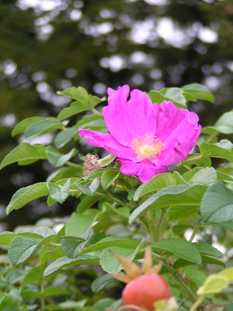 f0074659_21523480.jpg