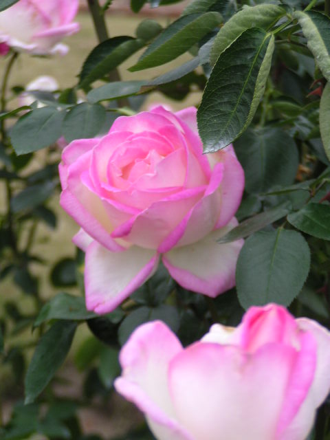 f0074659_21551450.jpg