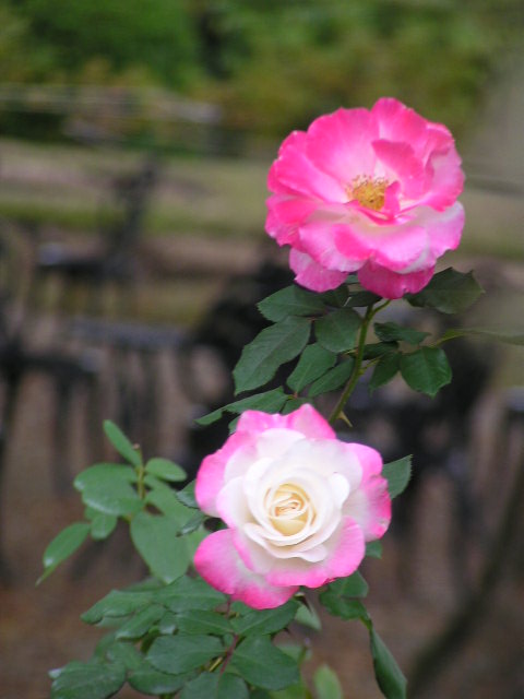 f0074659_22115018.jpg