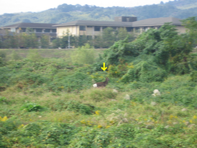 e0117976_13355882.jpg