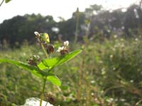 c0126615_9292196.jpg