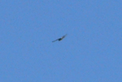 f0060424_9593858.jpg
