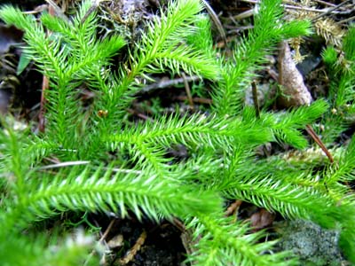 d0029829_1131431.jpg
