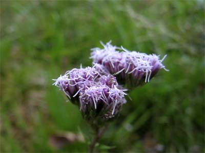 d0029829_11345795.jpg