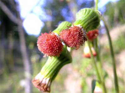d0029829_11381425.jpg