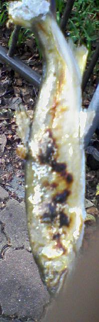 c0123531_158511.jpg