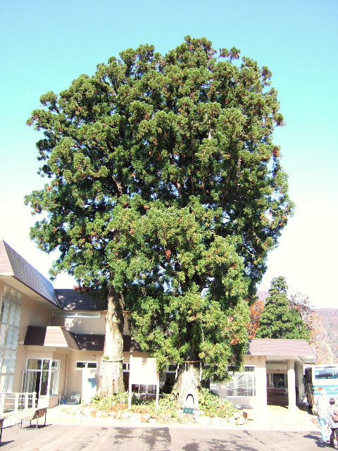 e0064133_1333.jpg