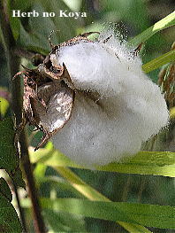 f0042135_17125468.jpg