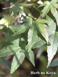 f0042135_17231956.jpg