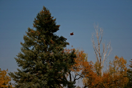 e0104941_22513482.jpg