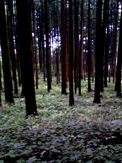 c0145458_2293018.jpg