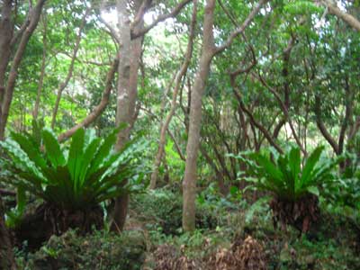 e0097770_1273435.jpg