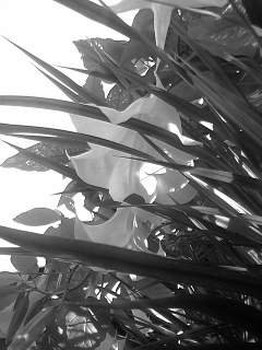 f0100480_18255957.jpg