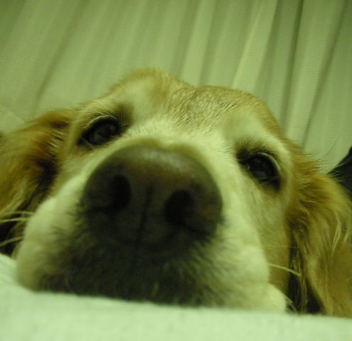 c0017311_947166.jpg