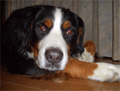c0143711_189665.gif