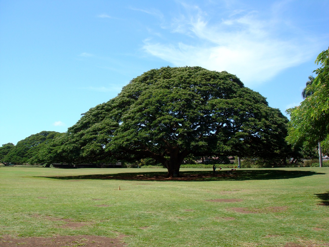日立の樹 ささやかな しあわせ日記