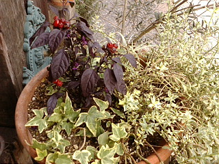 a0094140_10425165.jpg