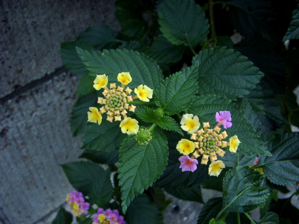b0019140_1522214.jpg