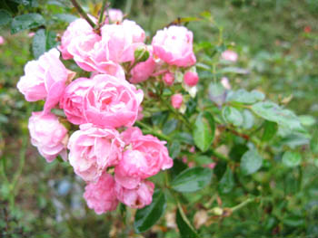e0110940_6312688.jpg