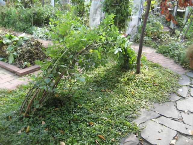 a0075455_942435.jpg