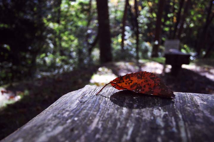 e0067463_6581069.jpg