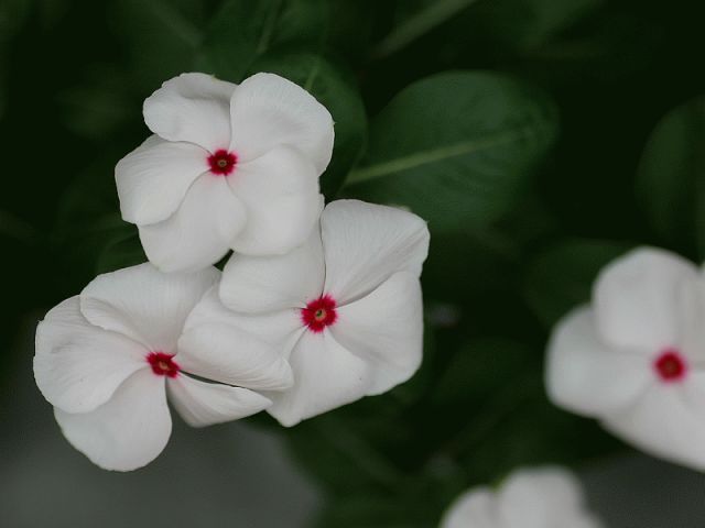 f0131866_1521578.jpg