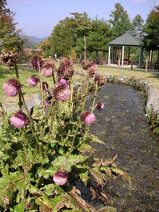 a0035678_1913654.jpg