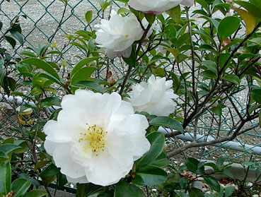 c0096393_23133931.jpg