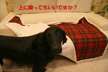 c0050400_188836.jpg