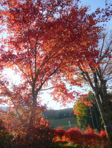 e0070606_105254.jpg