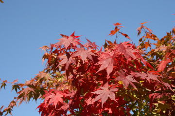 e0070606_9533783.jpg