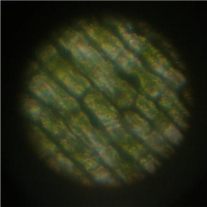 d0071507_5282711.jpg
