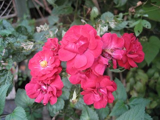 f0139520_19194086.jpg