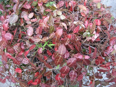 f0139520_19361912.jpg