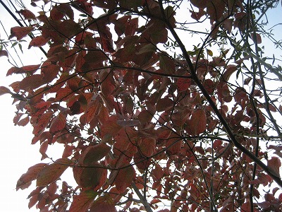 f0139520_195136.jpg