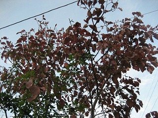f0139520_1951714.jpg