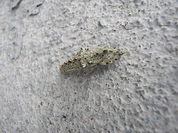 d0069235_23413573.jpg