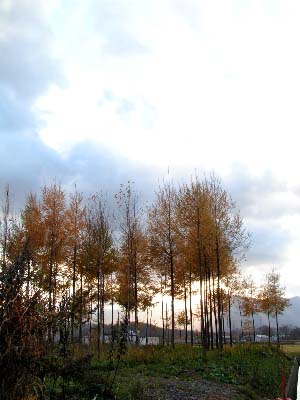 a0094336_10253232.jpg