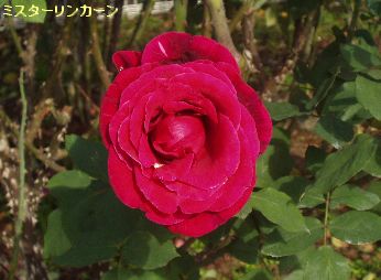 d0093936_11205651.jpg