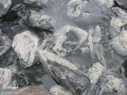 d0085939_21443243.jpg