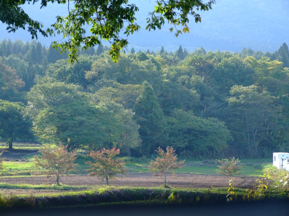 d0117039_238247.jpg