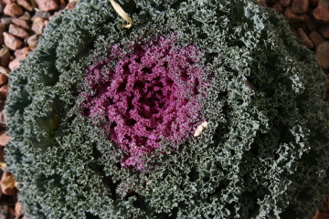 e0104941_6432642.jpg