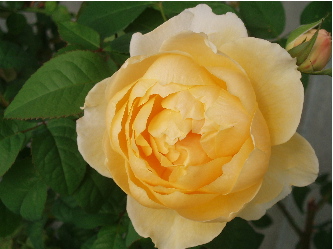f0084747_1141414.jpg